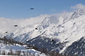 Фото Шамони. На заднем плане — объединенная зона катания Ля Флежер (La Flegere, 1877 м) и Ле Бревент (Le Brevent, 2525 м)
